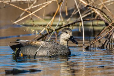 Erkek bir gadwall ördeği, Mareca Strepera, Culver, Indiana yakınlarındaki bir sulak alanda yüzüyor. Yüksek kalite fotoğraf