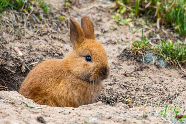 在印第安纳州卡尔弗市的一个院子里 一只兔子宝宝坐在一个洞口 它是逃跑的家兔的后代 高质量的照片 — 图库照片