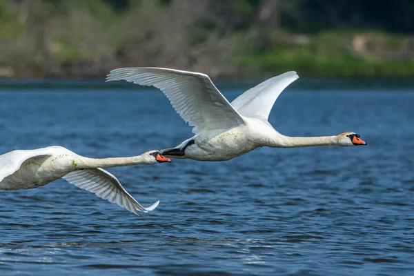 Par Cisnes Mudos Cygnus Olor Voando Baixo Sobre Grand River — Fotografia de Stock