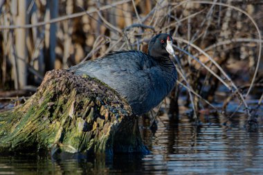 An American coot, Fulica americana, perched on a tree stump in an Indiana wetland. High quality photo clipart