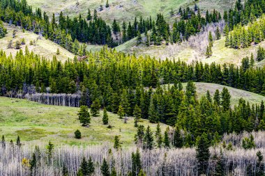 Kanada 'nın Alberta kentindeki Kananaskis vahşi doğasında ağaçlar bir dağ yamacını geçiyor. Yüksek kalite fotoğraf
