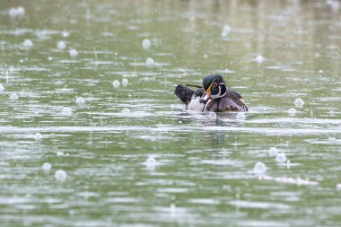 Yağmur fırtınasında Bow Nehri 'nde bir ağaç ördek, Inglewood Kuş Sığınağı, Calgary, Alberta, Kanada. Yüksek kalite fotoğraf