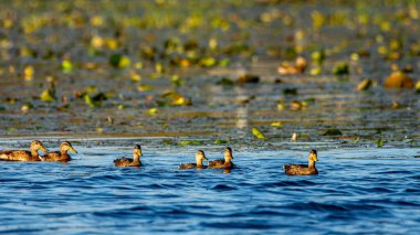 Juvenile mallard ducks, Anas platyrhynchos, swimming in the Grand River at Grand Haven, Michigan. High quality photo clipart