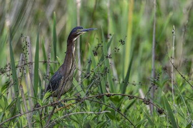 A green heron, Butorides virescens, perched in a grassy area in a wetland near Culver, Indiana. High quality photo clipart