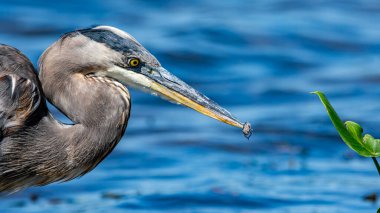 A great blue heron, Ardea herodias, with an insect in its beak at a wetland in Grand Haven, Michigan. High quality photo clipart