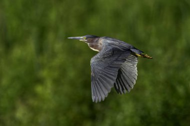 A migrating green heron, Butorides virescens, flies across a wetland near Culver, Indiana. High quality photo clipart