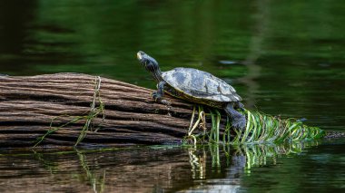 Batının boyalı kaplumbağası, Chrysemys picta, Indianas Tippecanoe Nehri 'nde bir kütüğün üzerinde güneşleniyor. Yüksek kalite fotoğraf