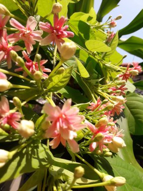 Rangoon Sarmaşığı pembe ve beyaz çiçekler 