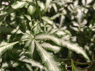 Ormandaki eğreltiotu ağacına yakın.