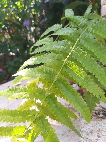 stock image close up of fern tree in the forest