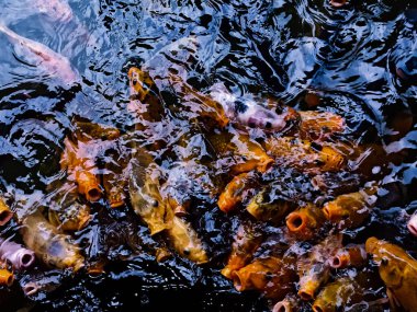 Gölde hareket eden güzel renkli koi balığının defocus, bulanık ve gürültü görüntüsü. Koi balığı ağzı yemi yemeye hazır. Süslü ya da dekoratif balıklar.