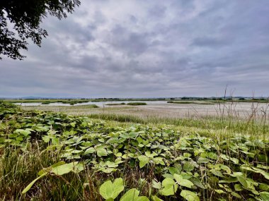 Sabah bulutlu havada tarla ve gökyüzü