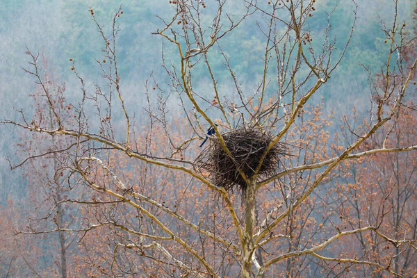 Sonbaharda Ağaçta Kuş Yuvası — Stok fotoğraf