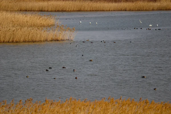 Patos Lago Wangsong Lago Suwon Ciudad Gyeonggido Corea Del Sur — Foto de Stock