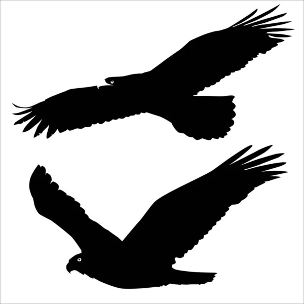 Démontrant Comportement Territorial Vecteur Activités Aigle Représente Oiseau Dans Une — Image vectorielle