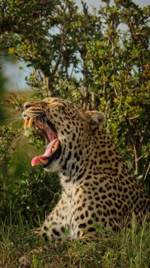  KENYA, MASSAI MARA, NATure, WILD, Yaban Hayatı, KUŞ, AFRICA, KUŞ, KARRION, KENIA, LEOPARDO, LEOPARD, FELINE, CAT, BIG5, BÜYÜK