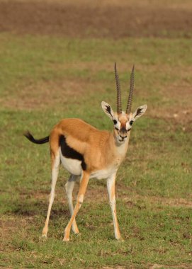  KENYA, MASSAI MARA, NATure, WILD, Yaban Hayatı, KUŞ, AFRICA, KUŞ, KARRION, KENIA, LEOPARDO, LEOPARD, FELINE, CAT, BIG5, BÜYÜK