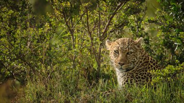 Leopar güneşte dinleniyor. 