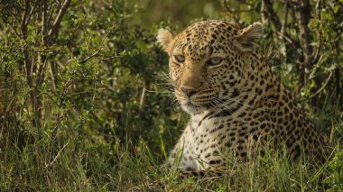 Leopar güneşte dinleniyor. 