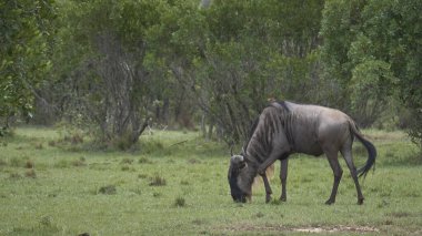 Kenya bozkırında vahşi bir hayvan sürüsü.