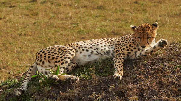 Leopardo Descansando Sol —  Fotos de Stock