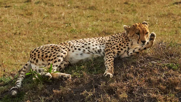 Leopard Ruht Der Sonne — Stockfoto