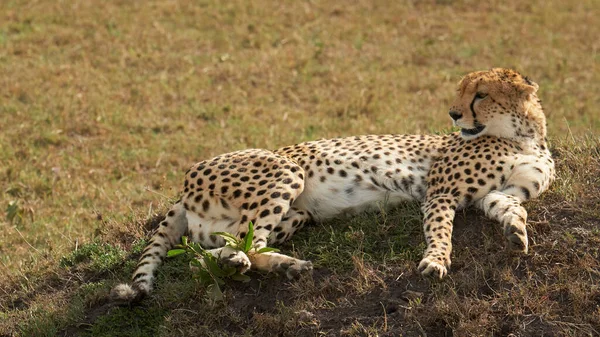 Леопард Отдыхающий Солнце — стоковое фото