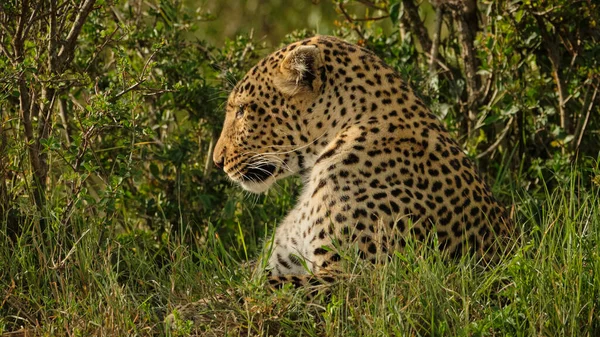 Leopardo Descansando Sol — Fotografia de Stock