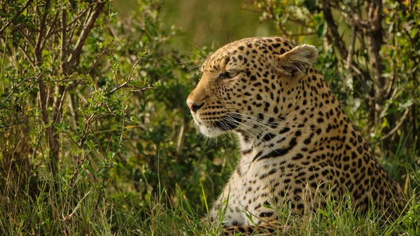 Leopardo Descansando Sol — Fotografia de Stock