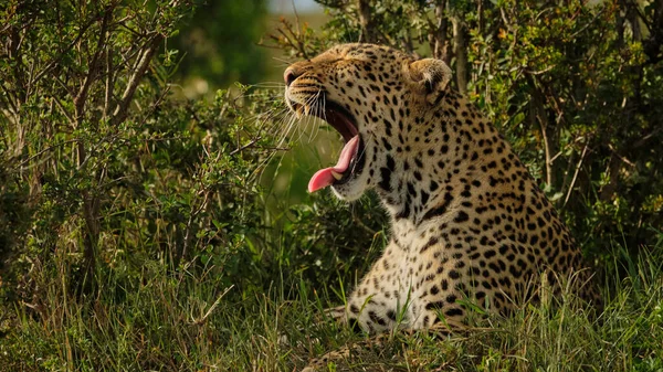 Leopardo Che Riposa Sole — Foto Stock
