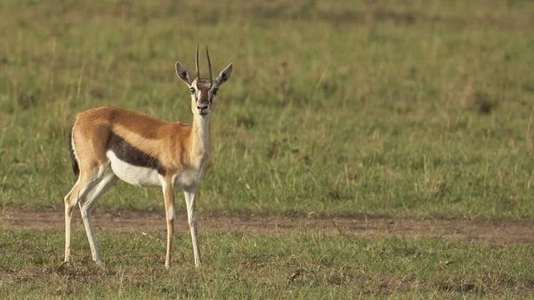 Impala Kenya Daki Kruger Ulusal Parkı Nda — Stok fotoğraf