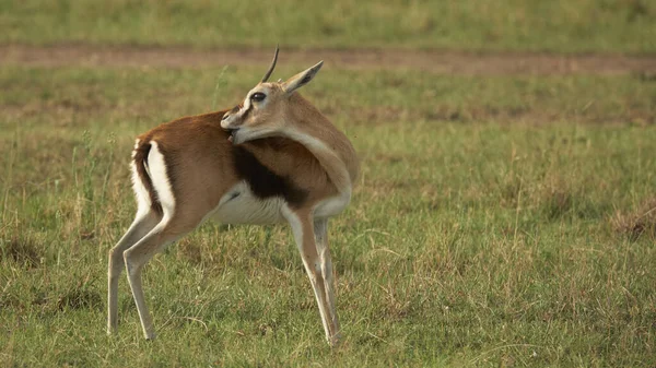 肯亚莫雷米保护区的非洲羚羊 Dama — 图库照片