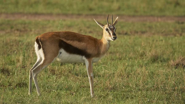 位于博茨瓦纳Masai Mara公园的羚羊和美洲驼 — 图库照片
