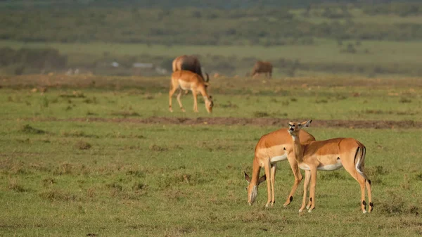 Antilop Állatok Vadon Élő Állatok — Stock Fotó