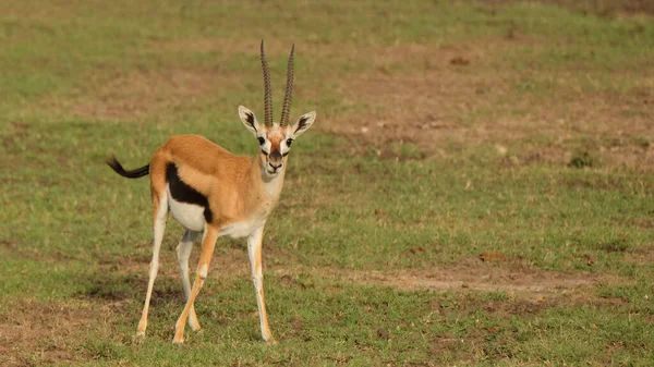 Impala Kruger Nemzeti Parkban Kenya — Stock Fotó