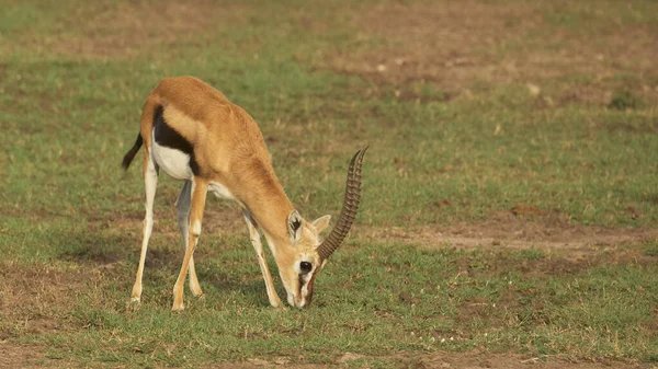 Impala Kenyai Szavannában — Stock Fotó