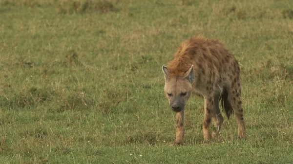 Volně Žijící Zvířata Fauny Přírodní Flóra Volně Žijící Zvěř Hyena — Stock fotografie
