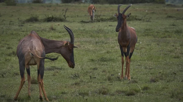 Botswana Daki Milli Parktaki Afrikalı Vahşi Hayvan — Stok fotoğraf