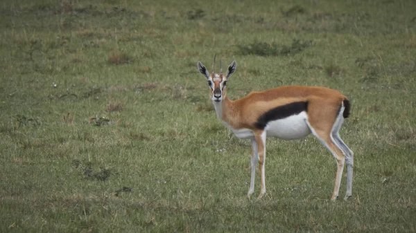 Impala Africa Parco Naturale Una Mandria Animali Selvatici Nella Savana — Foto Stock