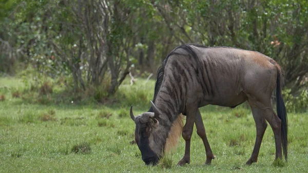 Savana Džungle Afrika Keňa Massai Mara Volně Žijící Zvěř Zebry — Stock fotografie