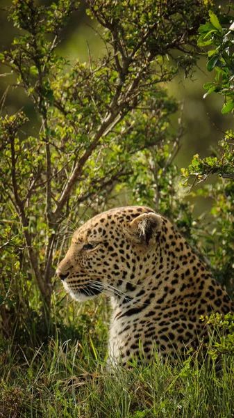 savannah, jungle, africa, kenya, massai mara, wildlife, zebra, safari, photo safari, nature, wild nature, massai mara