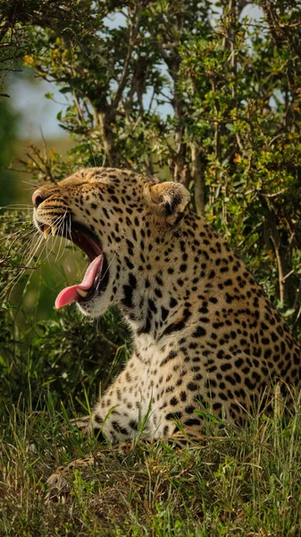 savannah, jungle, africa, kenya, massai mara, wildlife, zebra, safari, photo safari, nature, wild nature, massai mara