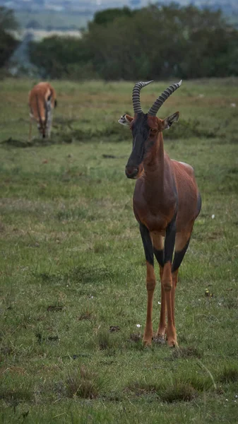 Savana Džungle Afrika Keňa Massai Mara Volně Žijící Zvěř Zebry — Stock fotografie