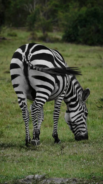 Savann Djungel Afrika Kenya Massai Mara Vilda Djur Zebra Safari — Stockfoto