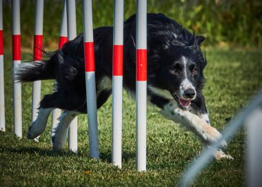 Etkin köpekler için çeviklik sporu.