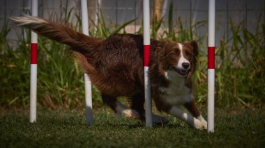 Etkin köpekler için çeviklik sporu.