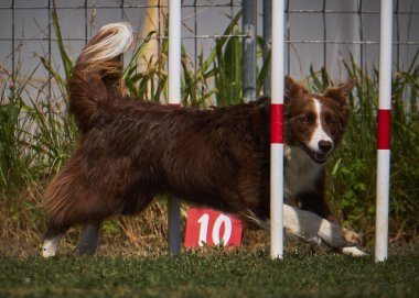 Etkin köpekler için çeviklik sporu.