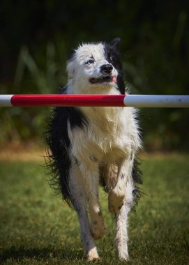 Etkin köpekler için çeviklik sporu.