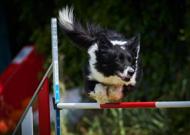 Etkin köpekler için çeviklik sporu.