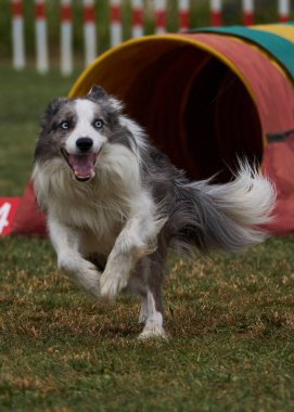 Etkin köpekler için çeviklik sporu.